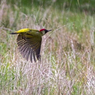 Geenen, Karen Karen Geenen